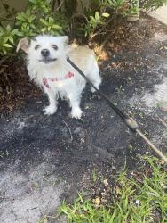 Found/Stray Female Dog last seen Bay Laurel and wheeping willow, Boca Raton, FL 33487