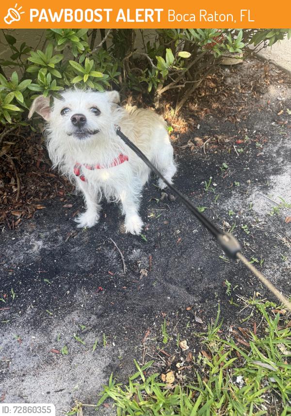 Found/Stray Female Dog last seen Bay Laurel and wheeping willow, Boca Raton, FL 33487