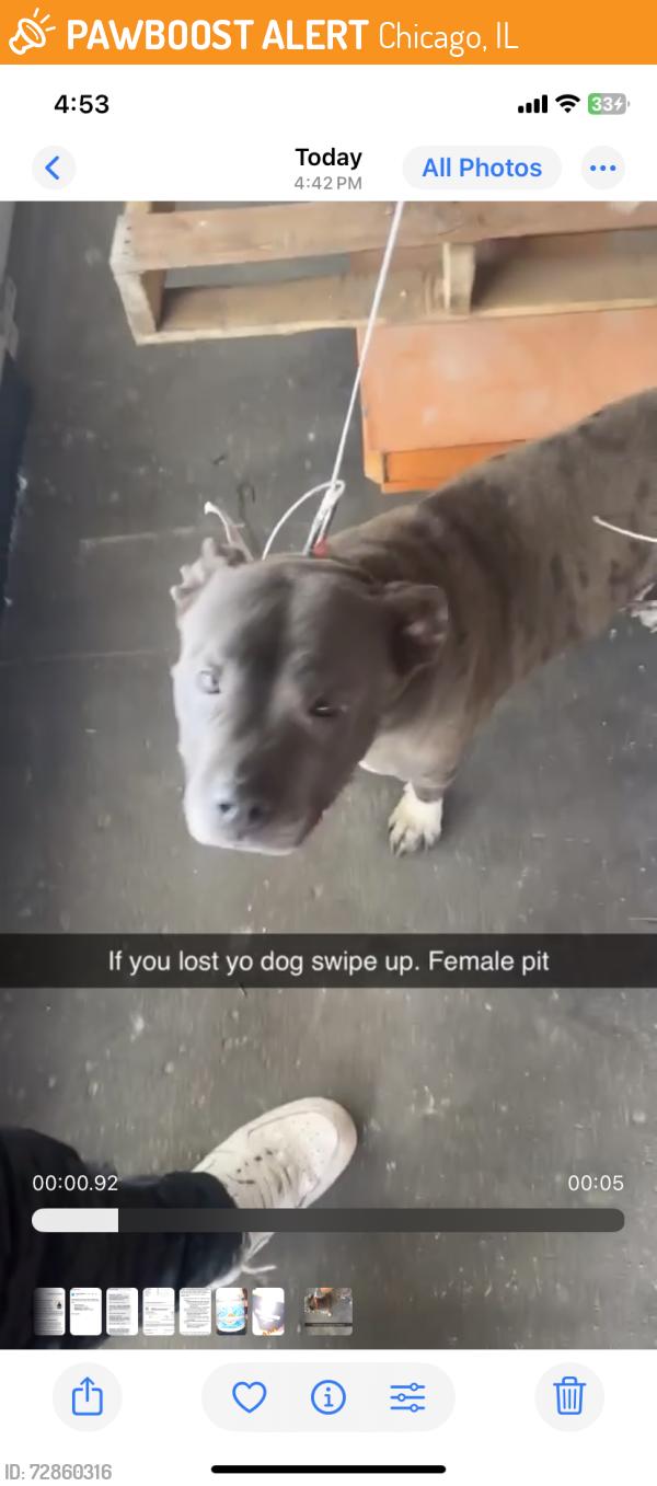 Found/Stray Female Dog last seen Armitage and Cicero, Chicago, IL 60639