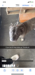 Found/Stray Female Dog last seen Armitage and Cicero, Chicago, IL 60639