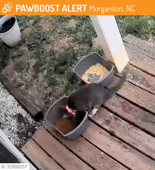 Found/Stray Unknown Cat last seen Near Abee and Rockyford Street , Morganton, NC 28655