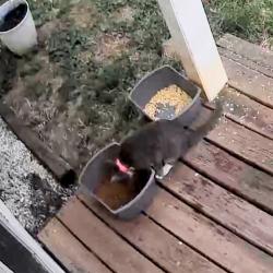 Found/Stray Unknown Cat last seen Near Abee and Rockyford Street , Morganton, NC 28655