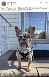 Reunited Female Dog last seen Edison and Randall, The Bronx, NY 10465
