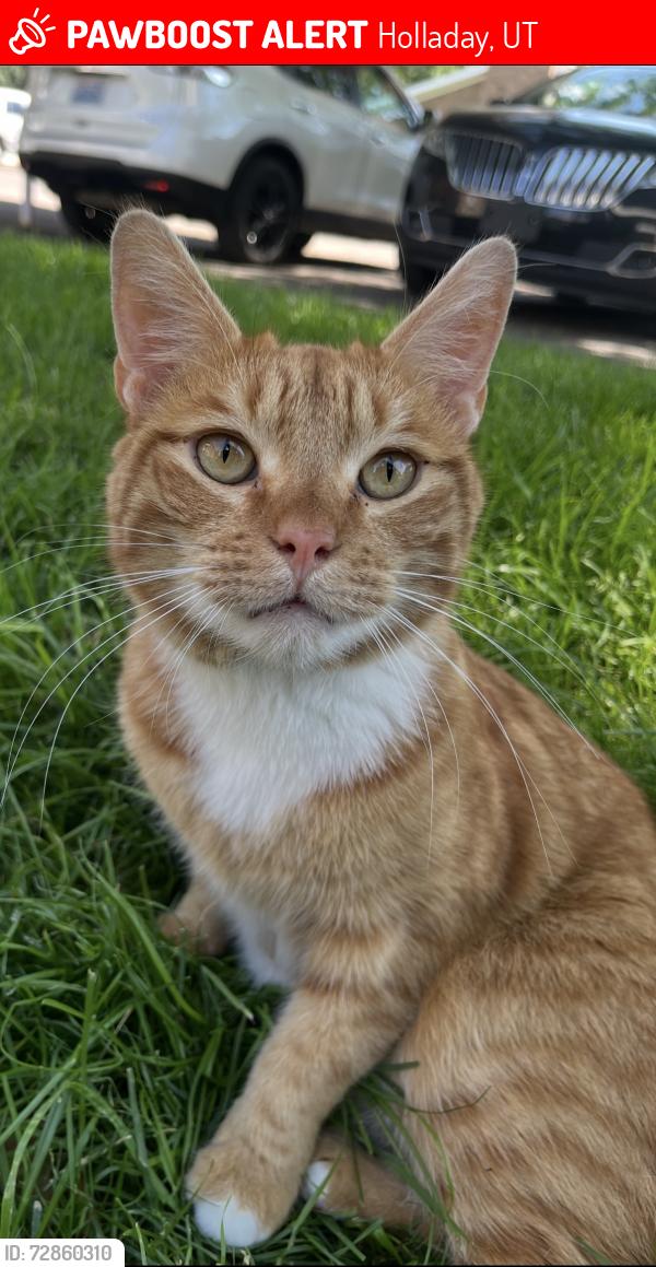 Lost Male Cat last seen Murray Holliday blvd and Highland Dr, Holladay, UT 84117