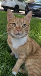 Lost Male Cat last seen Murray Holliday blvd and Highland Dr, Holladay, UT 84117