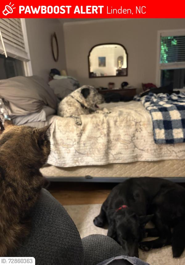 Lost Female Dog last seen Near Dusty lane Linden NC 28356, Linden, NC 28356