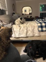 Lost Female Dog last seen Near Dusty lane Linden NC 28356, Linden, NC 28356