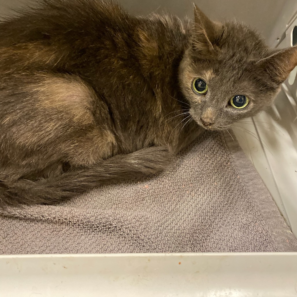 Shelter Stray Female Cat last seen , Memphis, TN 38133