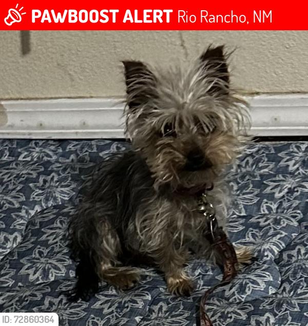 Lost Female Dog last seen Saratoga dr ne , Rio Rancho, NM 87174