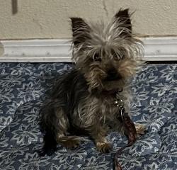 Lost Female Dog last seen Saratoga dr ne , Rio Rancho, NM 87174