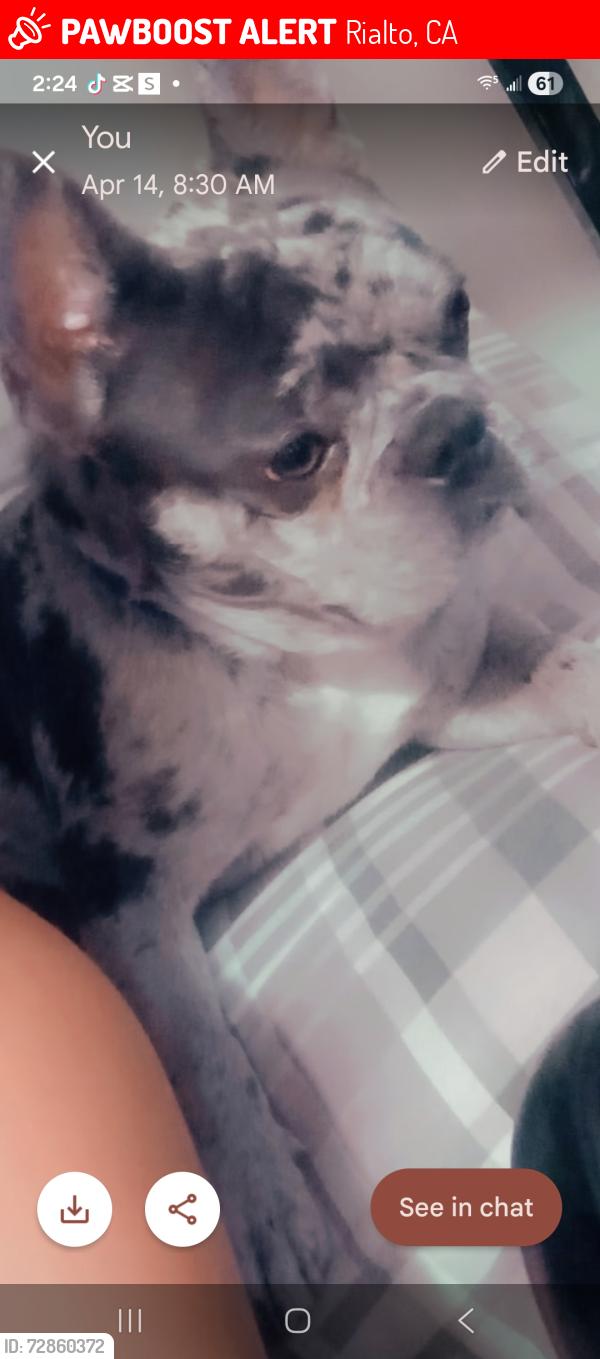 Lost Male Dog last seen Near E Victoria St Rialto Ca , Rialto, CA 92376