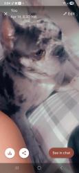 Lost Male Dog last seen Near E Victoria St Rialto Ca , Rialto, CA 92376
