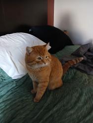 Lost Male Cat last seen Near South and Bluff, St. George, UT 84770