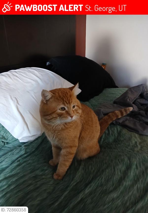 Lost Male Cat last seen Near South and Bluff, St. George, UT 84770