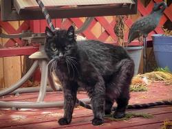 Lost Male Cat last seen 6th street and Murray Blvd, Beaverton , Beaverton, OR 97007