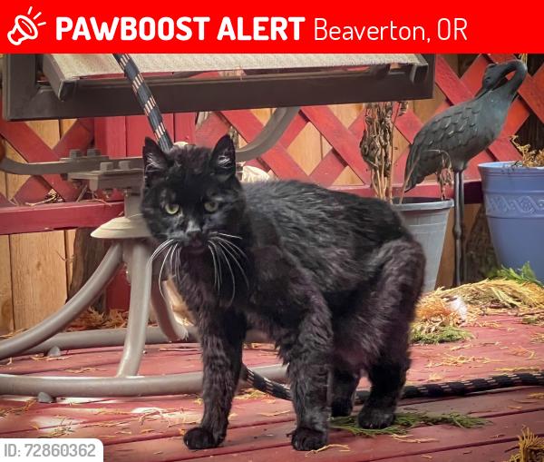 Lost Male Cat last seen 6th street and Murray Blvd, Beaverton , Beaverton, OR 97007