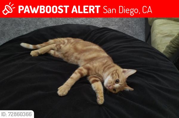 Lost Female Cat last seen 5220-5230 Fino Drive Villa Portofino, San Diego, CA, San Diego, CA 92124