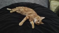 Lost Female Cat last seen 5220-5230 Fino Drive Villa Portofino, San Diego, CA, San Diego, CA 92124