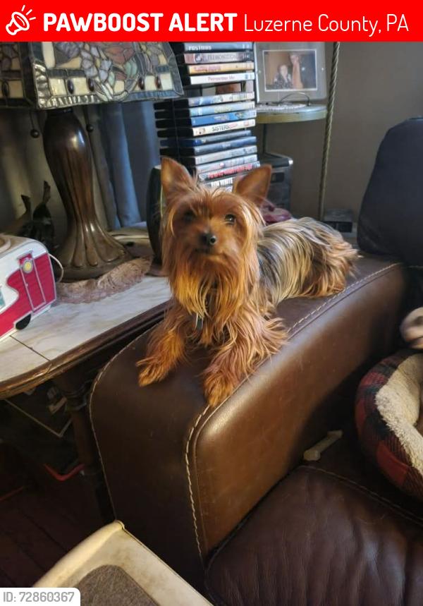 Lost Female Dog last seen Near Lumber, Luzerne County, PA 18640