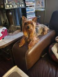 Lost Female Dog last seen Near Lumber, Luzerne County, PA 18640