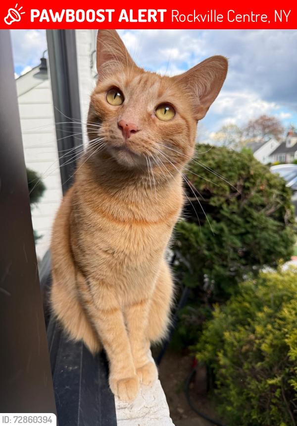 Lost Male Cat last seen Greystone and Gateway, Rockville Centre, NY 11570