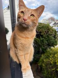 Lost Male Cat last seen Greystone and Gateway, Rockville Centre, NY 11570