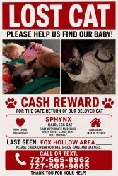 Lost Female Cat last seen Fox hollow, Jasmine Estates, FL 34668