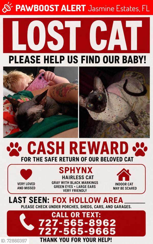 Lost Female Cat last seen Fox hollow, Jasmine Estates, FL 34668