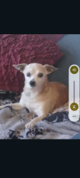 Lost Male Dog last seen California st, Stockton, CA 95202