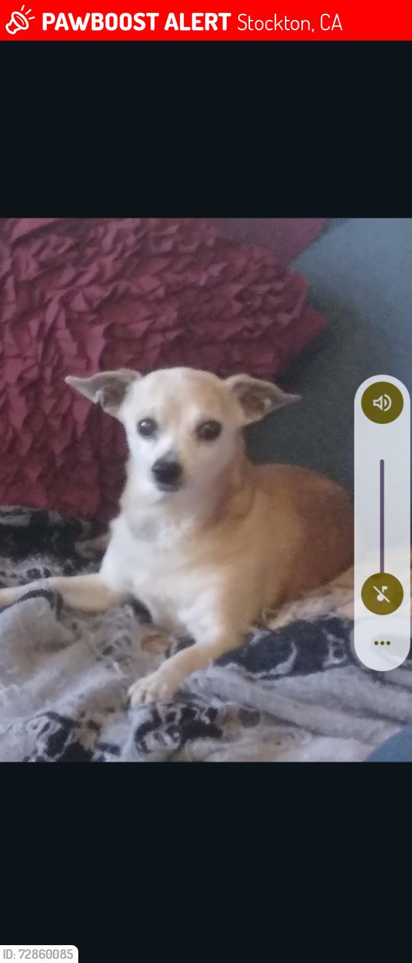 Lost Male Dog last seen California st, Stockton, CA 95202