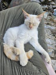 Found/Stray Female Cat last seen Water Tower Park, Milwaukie, OR 97222