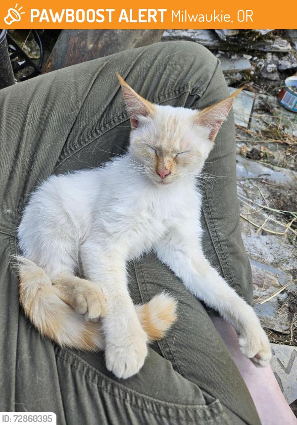 Found/Stray Female Cat last seen Water Tower Park, Milwaukie, OR 97222