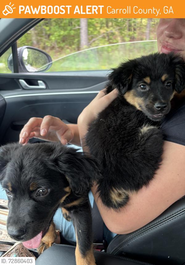 Found/Stray Female Dog last seen Hog liver rd , Carroll County, GA 30117