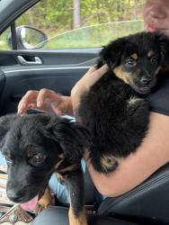 Found/Stray Female Dog last seen Hog liver rd , Carroll County, GA 30117