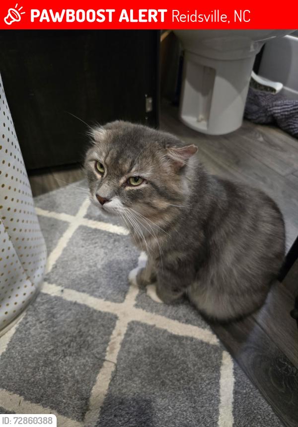 Lost Male Cat last seen Mattie road Reidsville NC , Reidsville, NC 27320