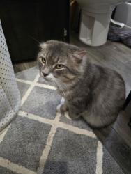 Lost Male Cat last seen Mattie road Reidsville NC , Reidsville, NC 27320