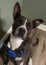 Lost Female Dog last seen South Beltline, Columbia, SC 29205