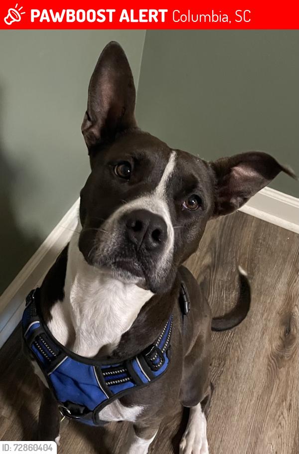 Lost Female Dog last seen South Beltline, Columbia, SC 29205