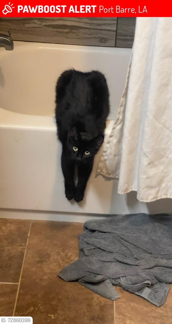 Lost Female Cat last seen A&d head stone shop, Port Barre, LA 70577