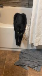 Lost Female Cat last seen A&d head stone shop, Port Barre, LA 70577