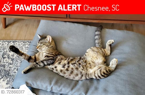Lost Male Cat last seen Huckleberry Cove, Sandy Ford Road & Archibald Road & West Cove Road, Chesnee, SC 29323