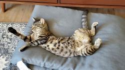 Lost Male Cat last seen Huckleberry Cove, Sandy Ford Road & Archibald Road & West Cove Road, Chesnee, SC 29323