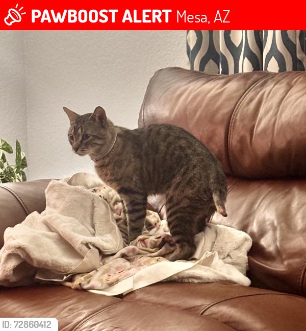 Lost Male Cat last seen Higley & Brown, Mesa, AZ 85205
