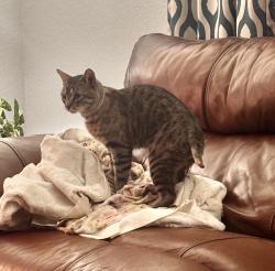 Lost Male Cat last seen Higley & Brown, Mesa, AZ 85205
