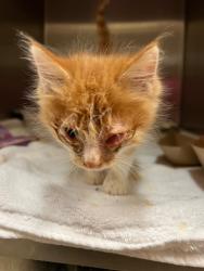Shelter Stray Male Cat last seen Bexar County, New Braunfels, TX 78130