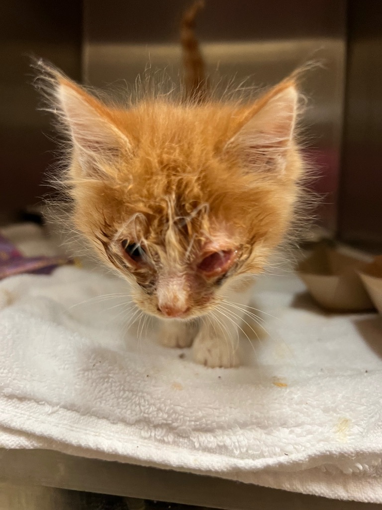 Shelter Stray Male Cat last seen Bexar County, New Braunfels, TX 78130