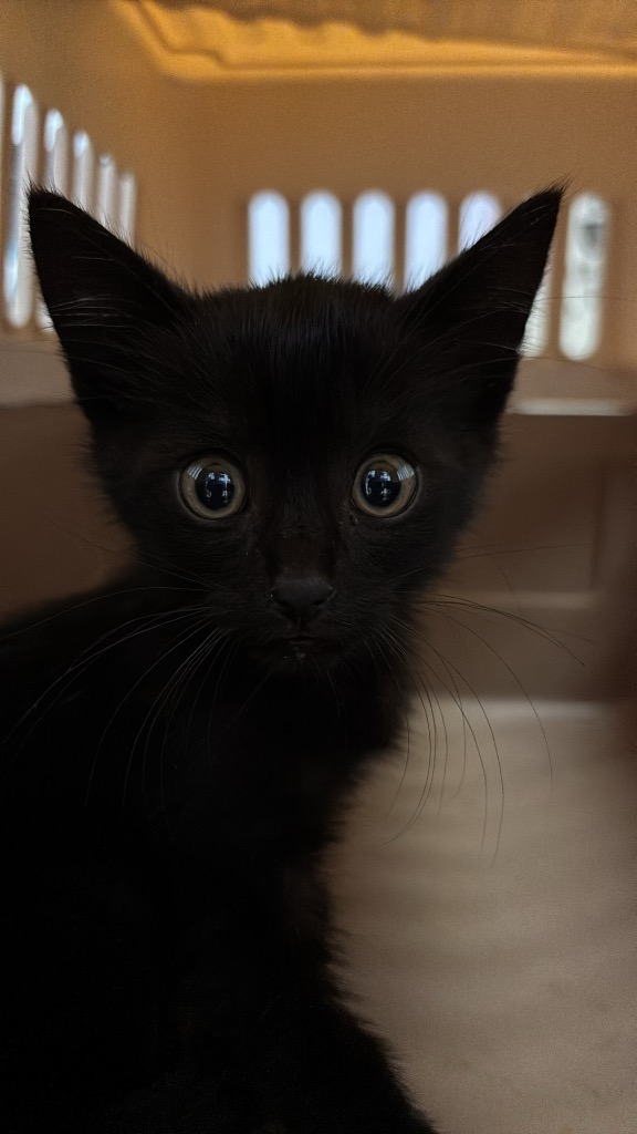 Shelter Stray Male Cat last seen Bexar County, New Braunfels, TX 78130