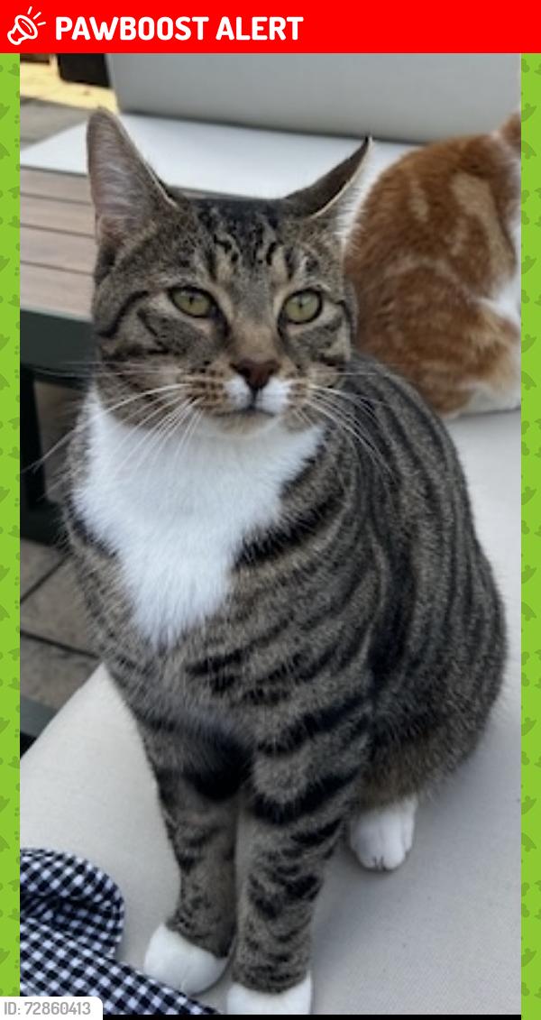 Lost Male Cat last seen Hillside road junction with Ayling lane , Hampshire, England GU11 3NB