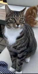 Lost Male Cat last seen Hillside road junction with Ayling lane , Hampshire, England GU11 3NB