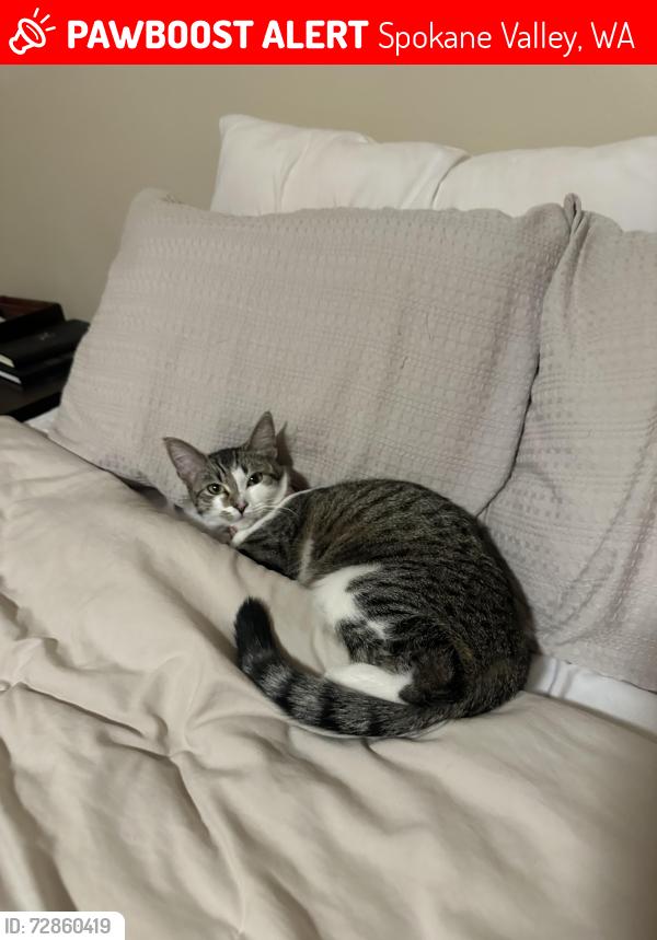 Lost Female Cat last seen Green acres park / arties lane diamond rock rental s, Spokane Valley, WA 99016